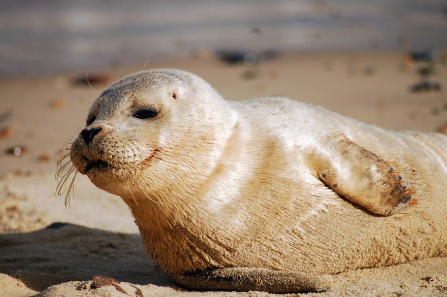 Seal