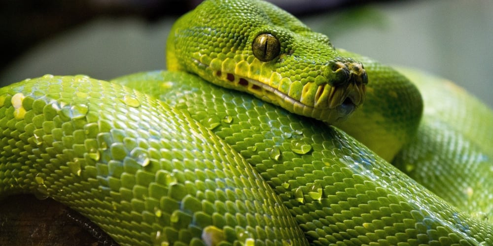 Wat is Python? (Dutch)  DEV Community