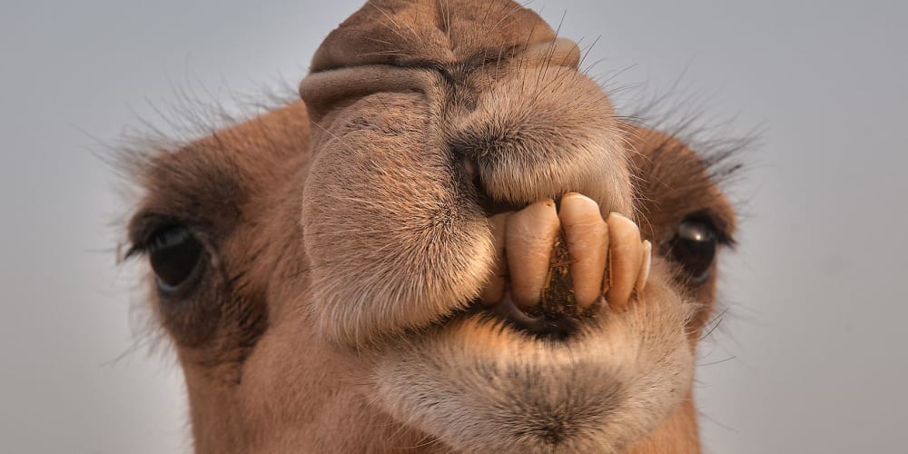 Apache Camel #2 - Calling Rest API - DEV
