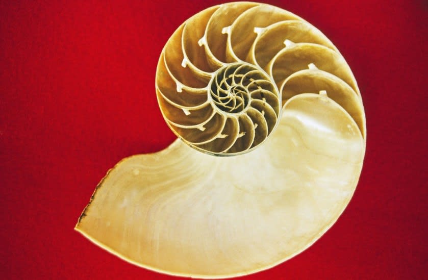 A Fibonacci spiral found in nature, in a nautilus shell.
