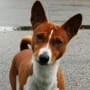 ghostbasenji profile