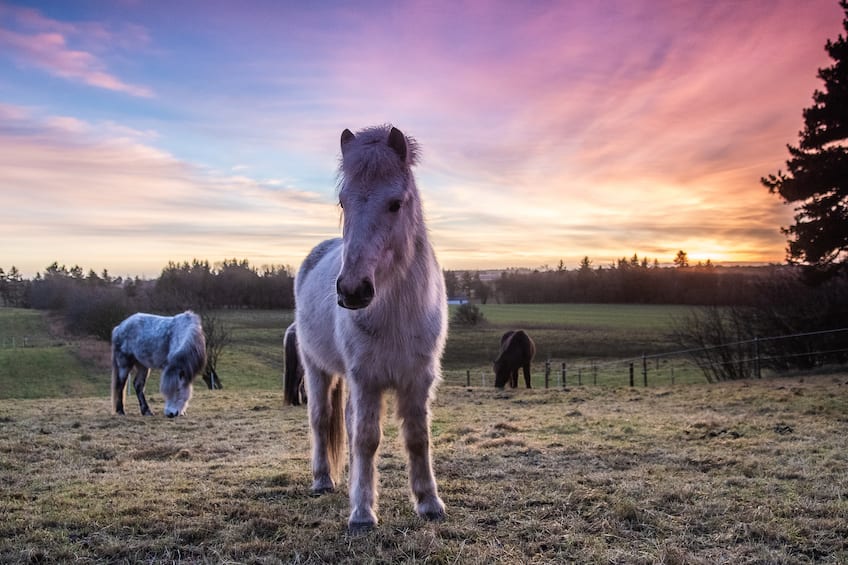 horses