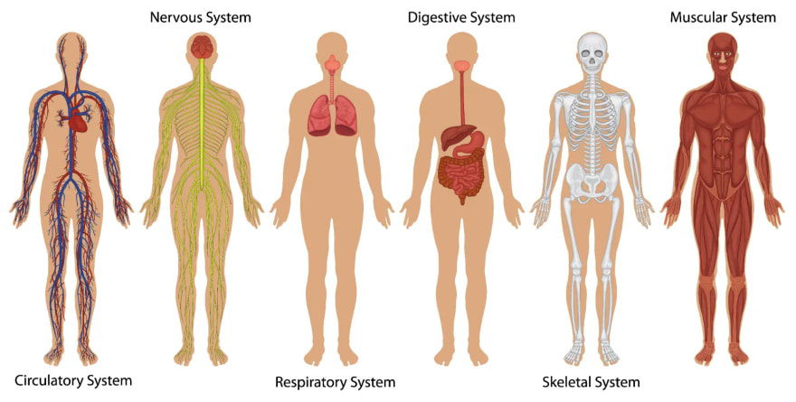 Illustration showing six human body schemas with each a sub system of the body, like the Nervous System, Muscular System or others