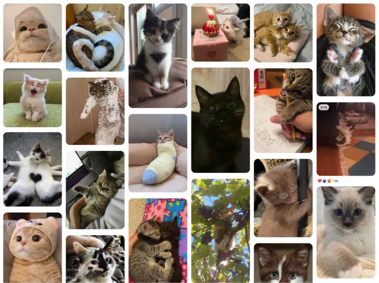 A screenshot of a search for 'cats' on Pinterest showcasing their iconic masonry layout.