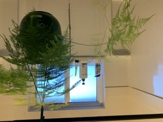 Asparagus Fern