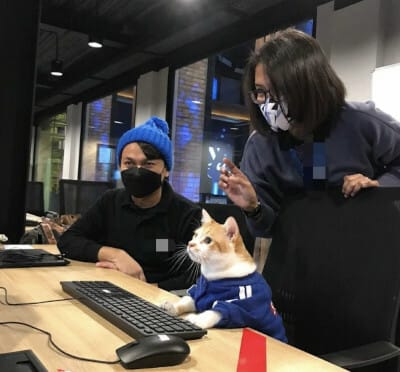 "Developer cat"