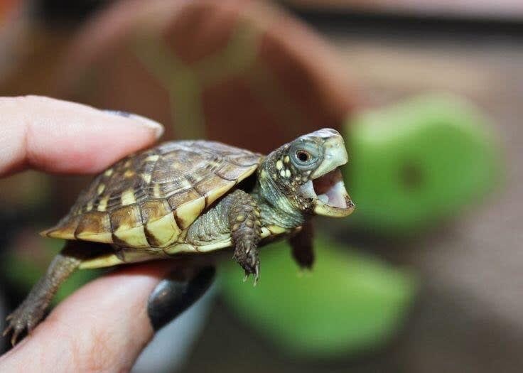 turtle