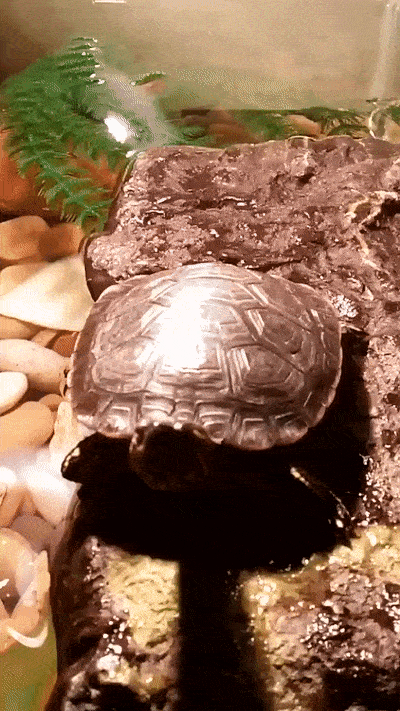 Turtle