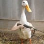 quackquack profile