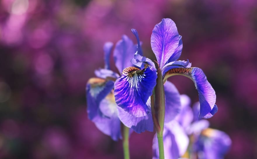 Iris flower machine learning python 2025