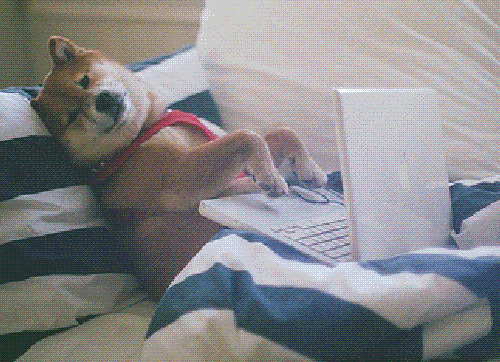 Doggo get to work