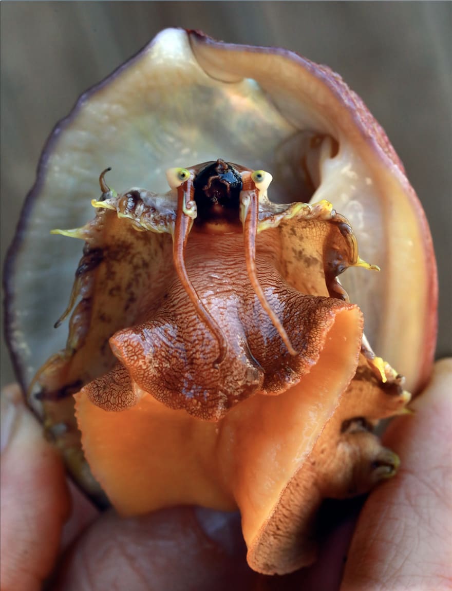 abalone