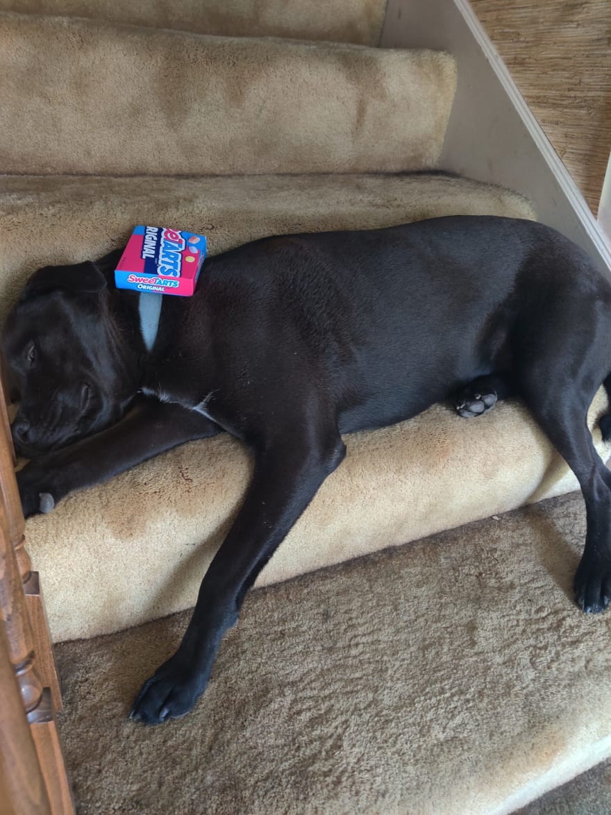Arduino dog tracker cheap