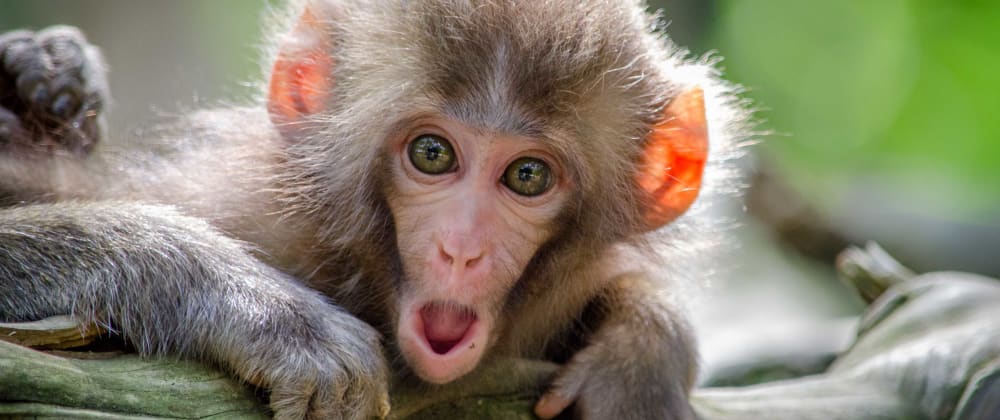 Monkey Patching In Python - DEV Community