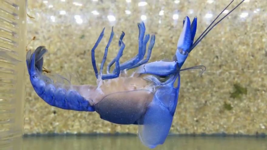 A photo of molting lobster