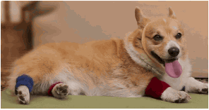 flexible dog gif