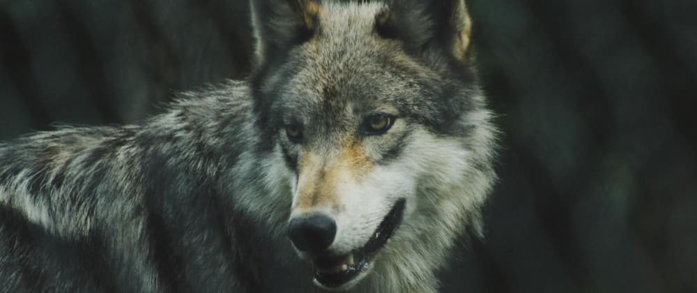 Cover image for The Wolves Eat The Sheep