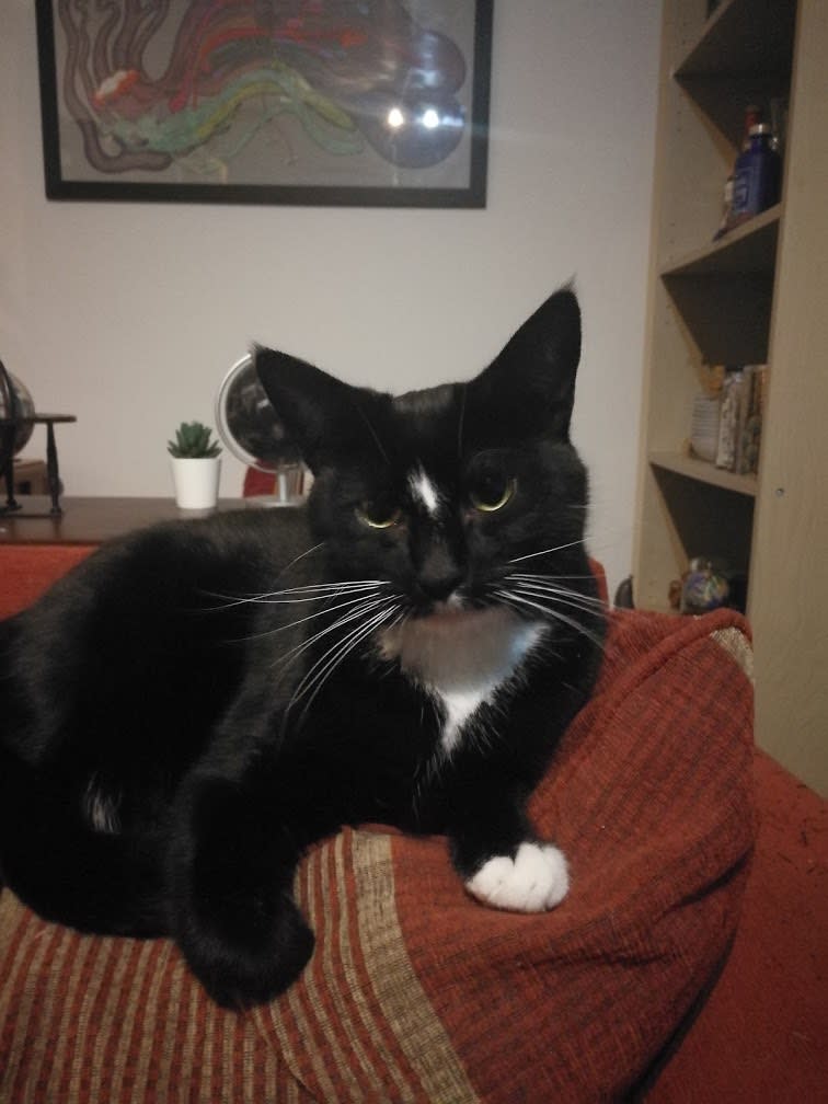 Ricky, a black-and-white cat sitting on a sofa
