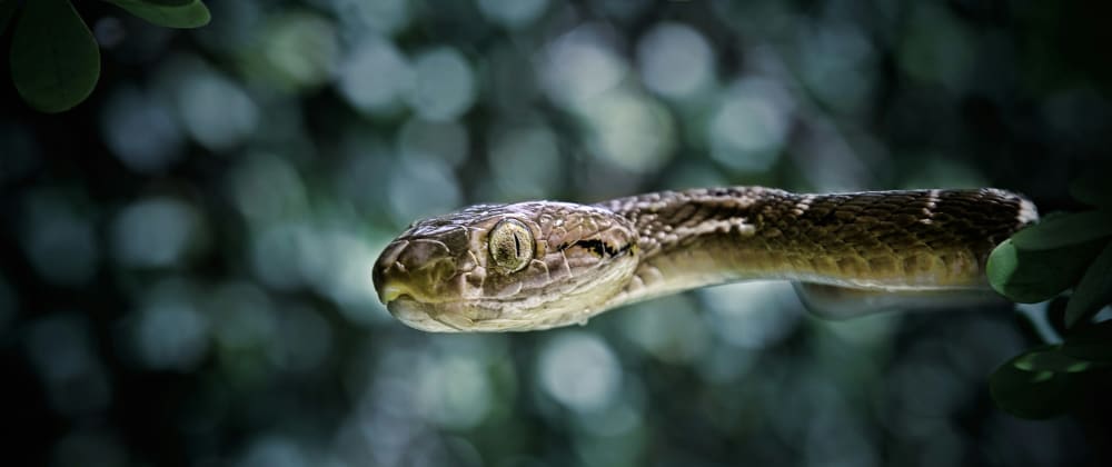 create a snake clone with hyperapp