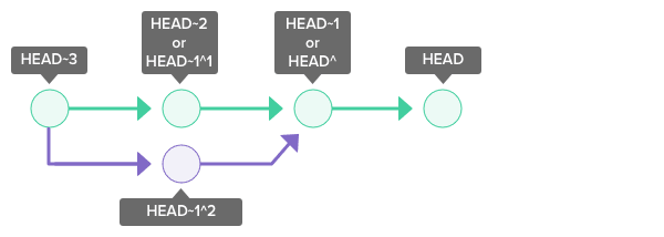 head terminology