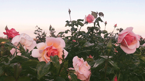 roses aesthetic