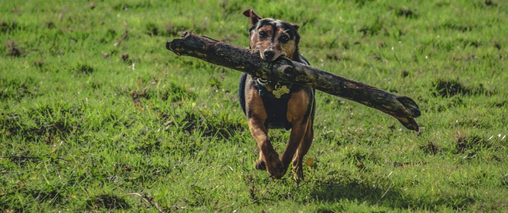 Cover image for The Fetch API