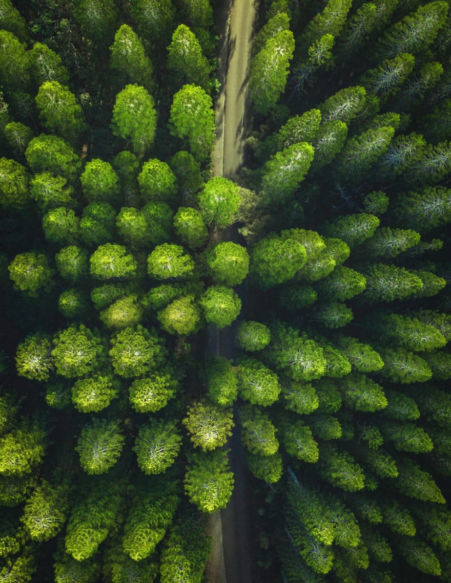 trees on drone footage