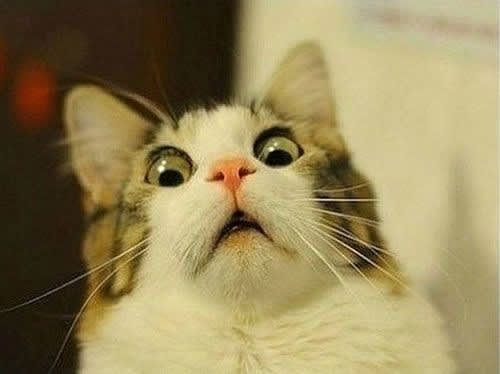 Shocked cat