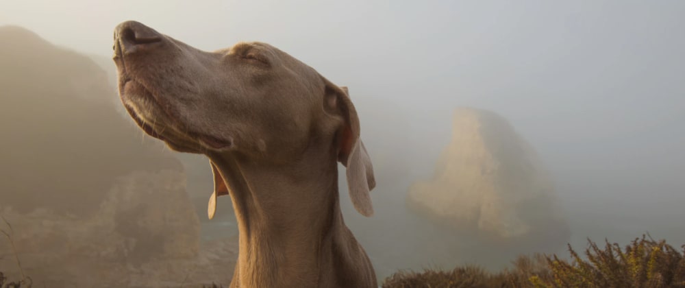 Cover image for Explain "Code Smells" like I'm five