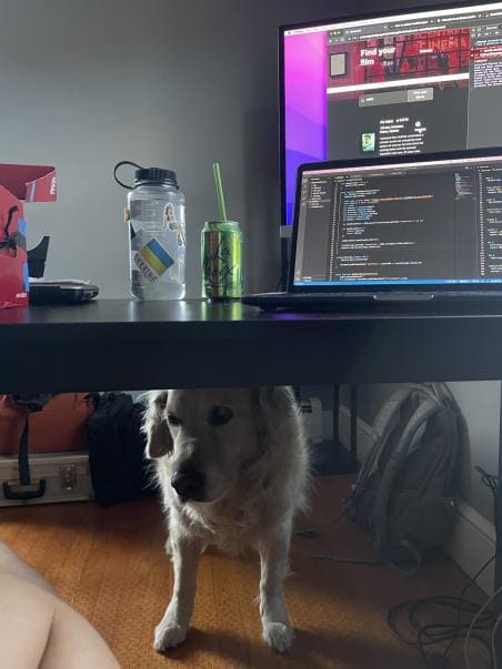 Scrimba Pets - Gaia's pup helping code from under the table
