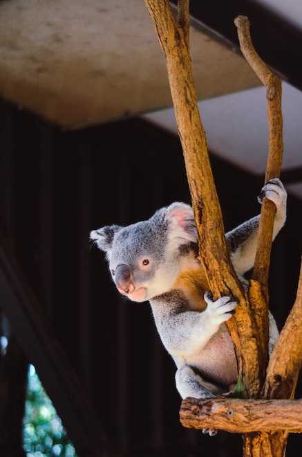 Koala