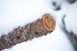 broken piece of wood in snow
