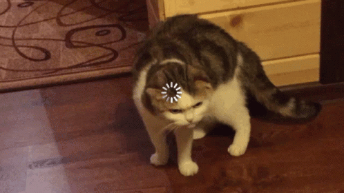 Loading Cat GIF - Loading Cat Thinking - Discover & Share GIFs