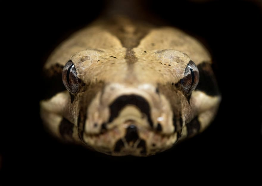 Python