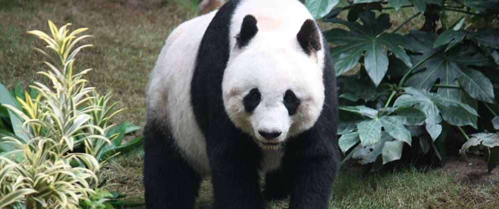 Cover image for Pandas y pitones