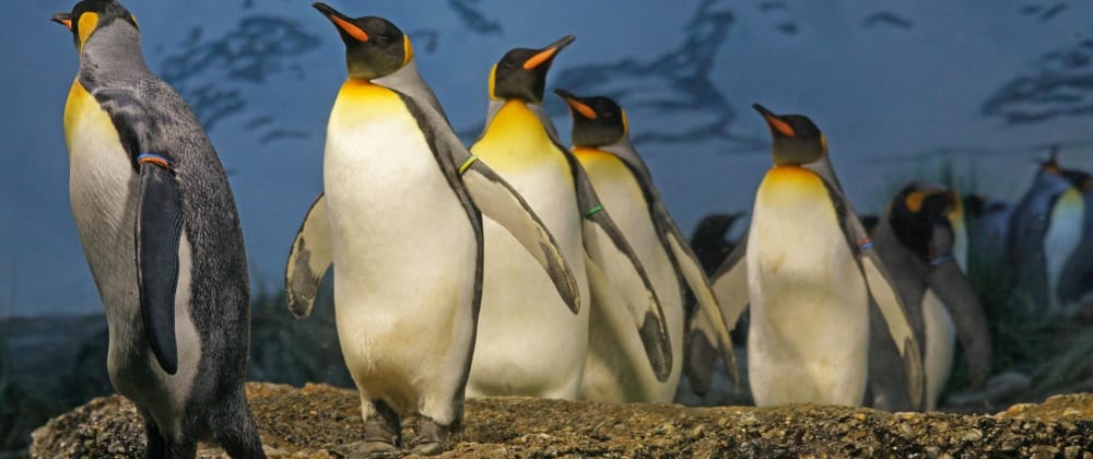 So... Linux?