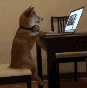dog using computer
