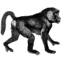 nikoc profile