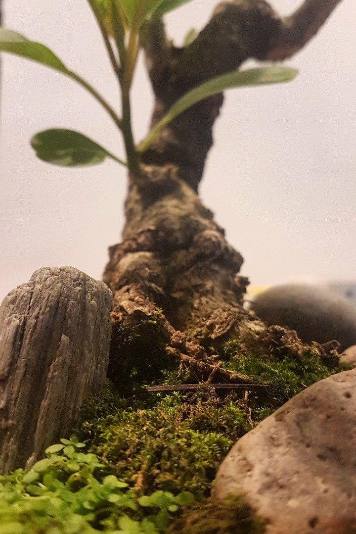 bonsai
