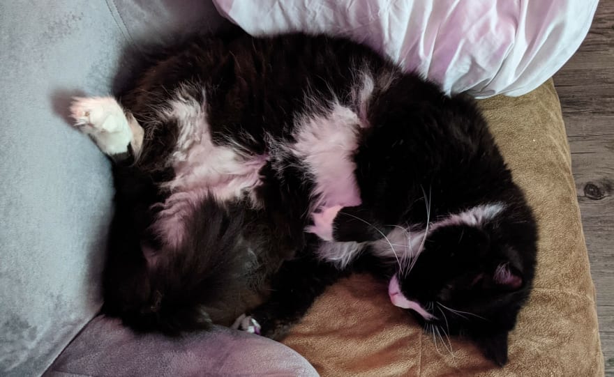 Author's sleeping cat