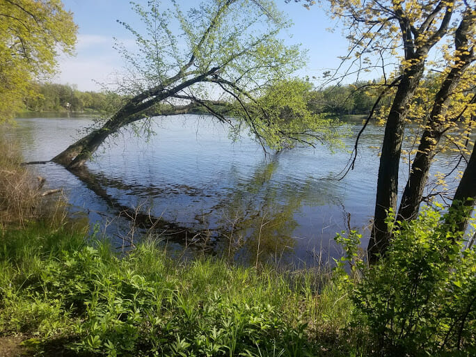 Spring photo of a tree budding from a river