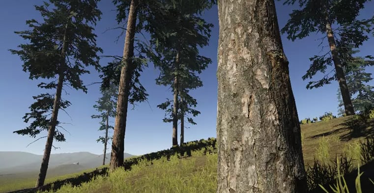 Conifers