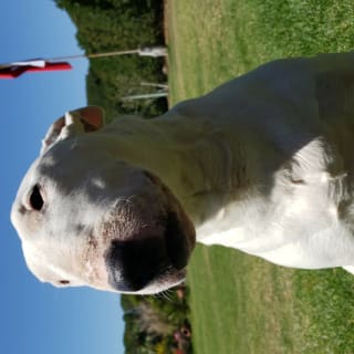 Rafael Farías profile picture