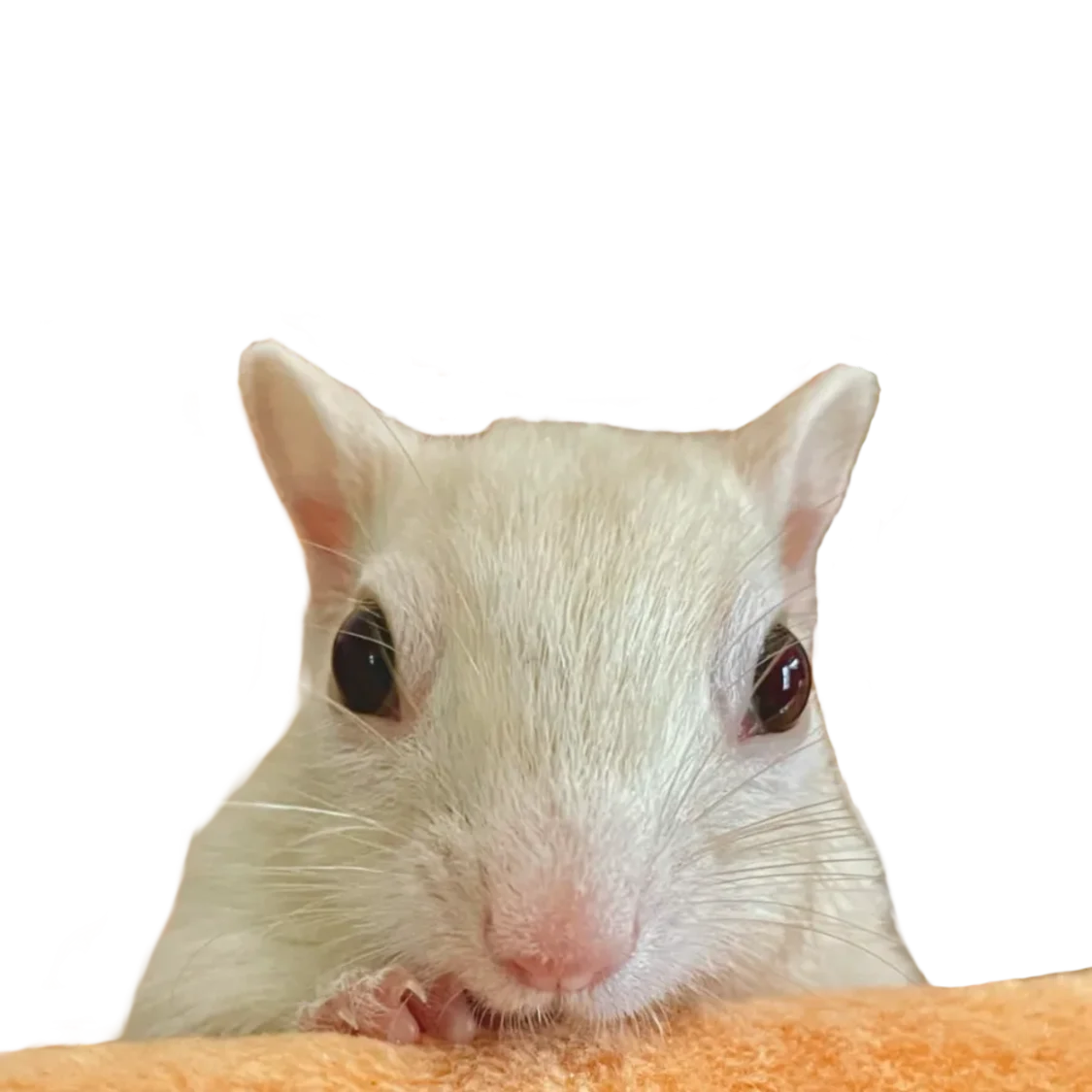 プロフィールコンテンツ