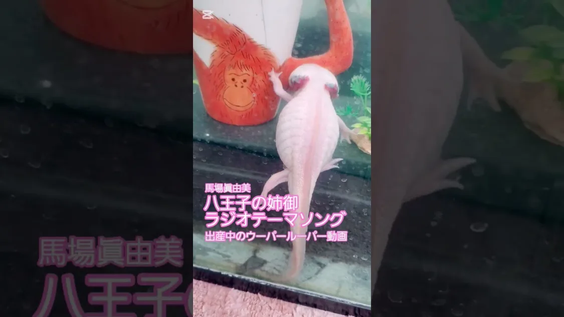 プロフィールコンテンツ
