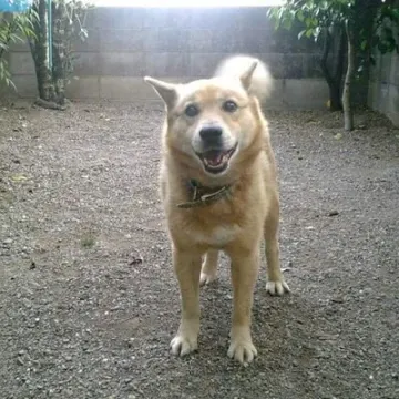 プロフィールアイコン