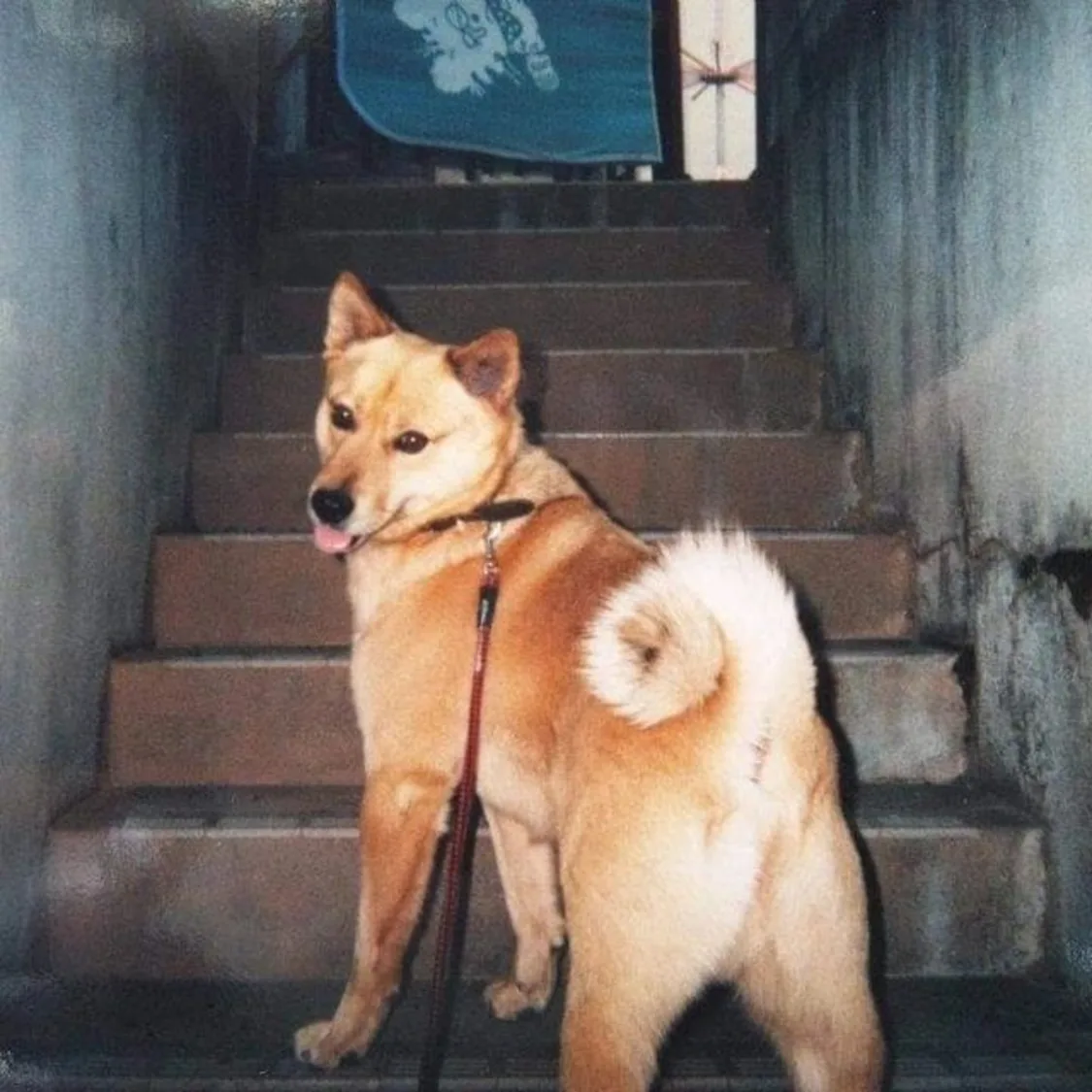 プロフィールコンテンツ