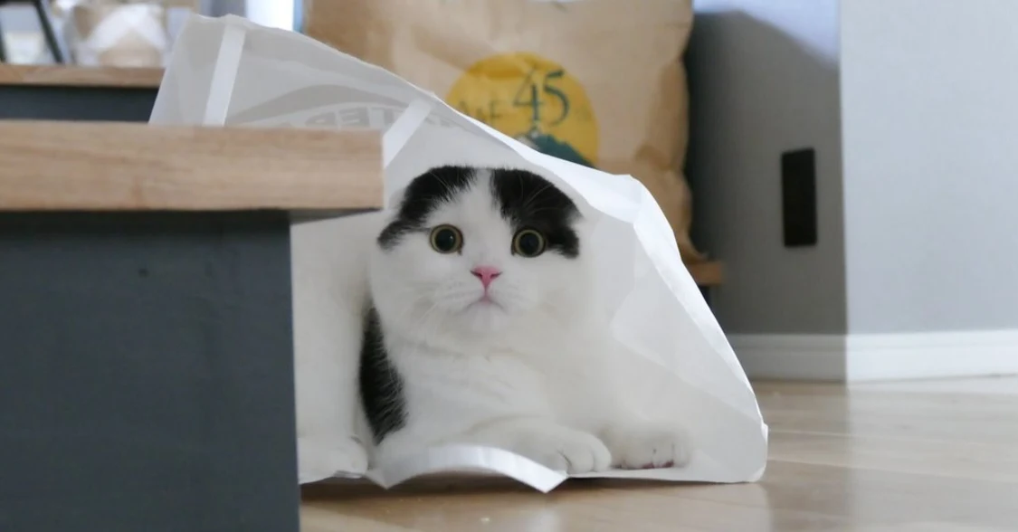 プロフィールコンテンツ