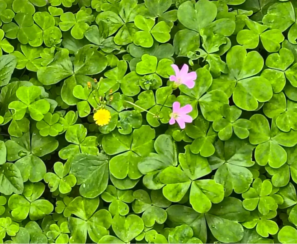 プロフィールコンテンツ