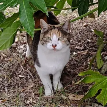 プロフィールアイコン